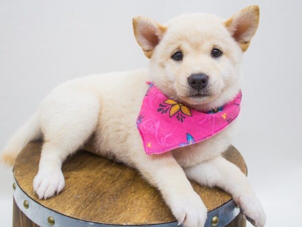 Shiba Inu DOG Female Cream 14246 Petland Wichita, Kansas