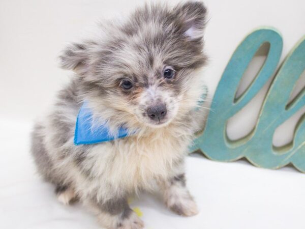 Pomeranian-DOG-Male-Blue Merle-14244-Petland Wichita, Kansas