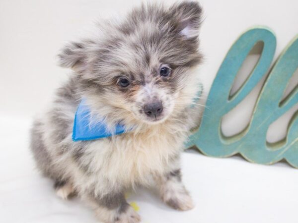 Pomeranian DOG Male Blue Merle 14244 Petland Wichita, Kansas