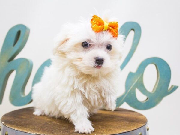 Maltese DOG Female White 14243 Petland Wichita, Kansas