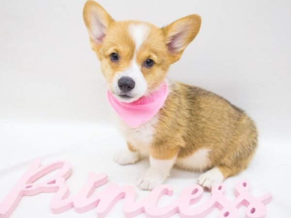 Pembroke Welsh Corgi DOG Female Red & White 14241 Petland Wichita, Kansas