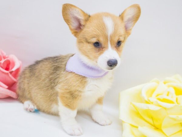 Pembroke Welsh Corgi-DOG-Female-Red & White-14240-Petland Wichita, Kansas
