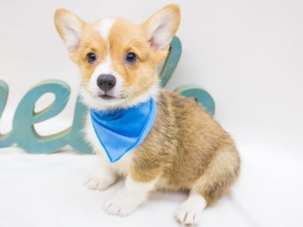 Pembroke Welsh Corgi DOG Male Red & White 14242 Petland Wichita, Kansas