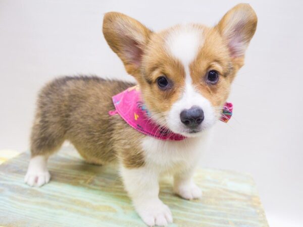Pembroke Welsh Corgi-DOG-Female-Red & White-14239-Petland Wichita, Kansas