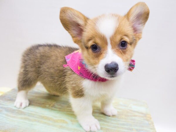 Pembroke Welsh Corgi DOG Female Red & White 14239 Petland Wichita, Kansas