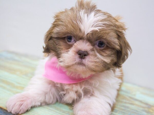 Mal Shi DOG Female Brown & White 14238 Petland Wichita, Kansas