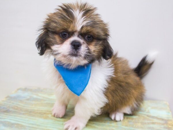 Mal Shi DOG Male Brown & White 14236 Petland Wichita, Kansas