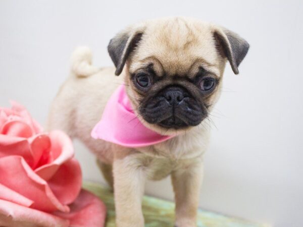 Pug DOG Female Fawn 14234 Petland Wichita, Kansas