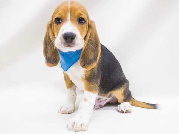 Beagle DOG Male Tri 14233 Petland Wichita, Kansas