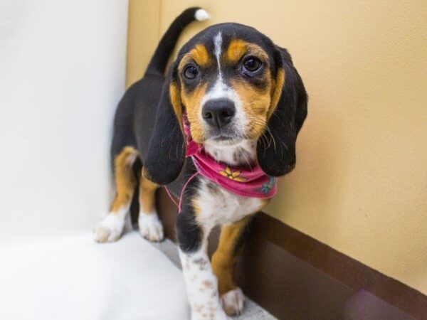 Beagle DOG Female Tri 14232 Petland Wichita, Kansas