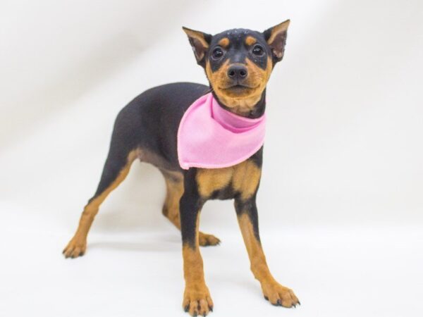 Miniature Pinscher DOG Female Black and Tan 14231 Petland Wichita, Kansas