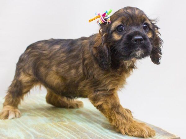 Cocker Spaniel DOG Female Sable 14228 Petland Wichita, Kansas