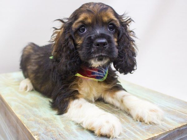 Cocker Spaniel DOG Male Tri Color 14227 Petland Wichita, Kansas