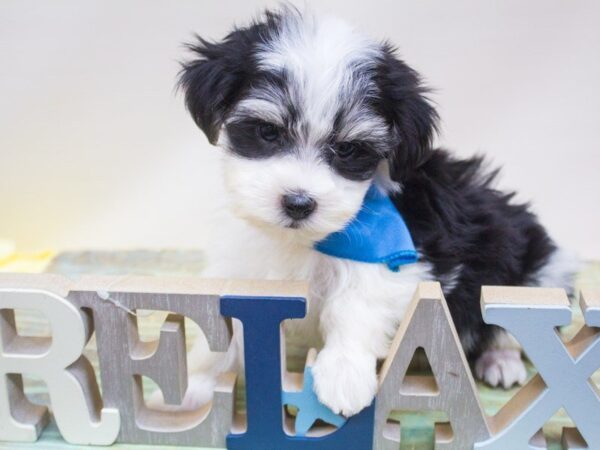 Paptese Chon DOG Male Black & White 14226 Petland Wichita, Kansas