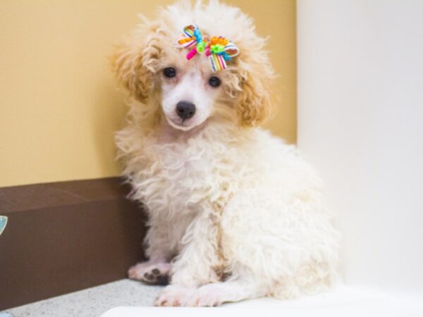 Miniature Poodle DOG Female Apricot Parti 14254 Petland Wichita, Kansas