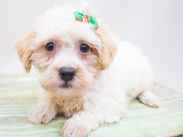 Havapoo-DOG-Female-Apricot & White-14250-Petland Wichita, Kansas