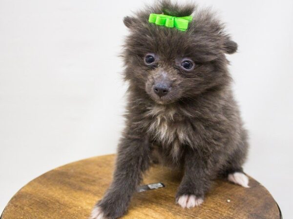 Pomeranian DOG Female Blue 14245 Petland Wichita, Kansas