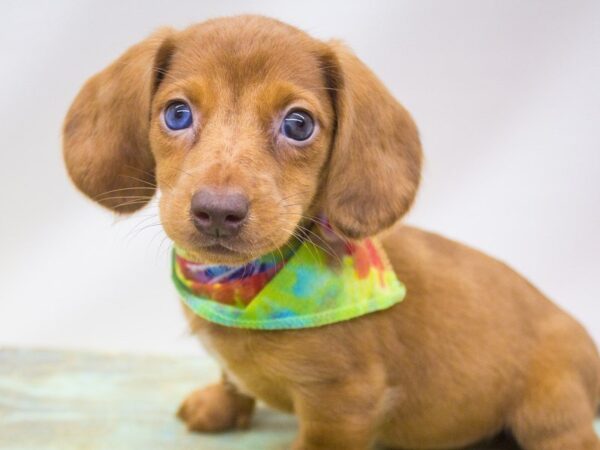 Miniature Dachshund DOG Male Red Dapple 14230 Petland Wichita, Kansas