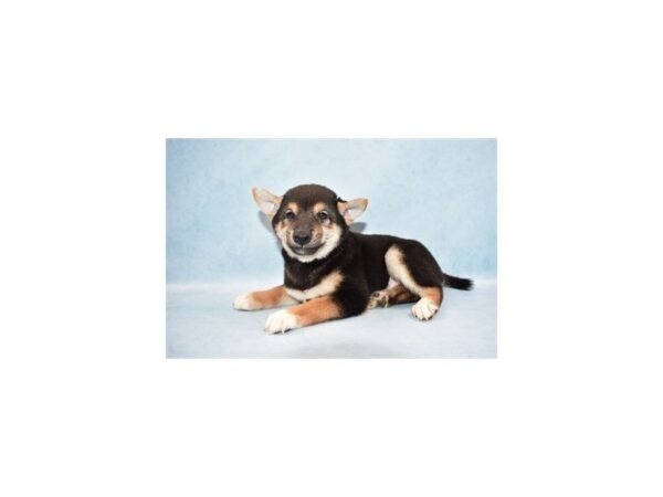 Shiba Inu-DOG-Male-Black and Tan-14269-Petland Wichita, Kansas