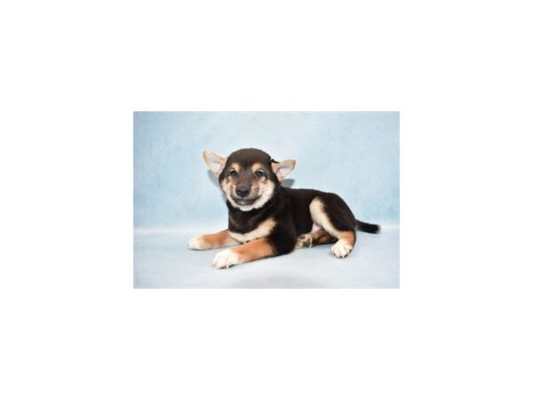 Shiba Inu DOG Male Black and Tan 14269 Petland Wichita, Kansas