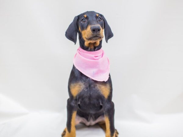 Doberman Pinscher-DOG-Female-Black and Tan-14264-Petland Wichita, Kansas