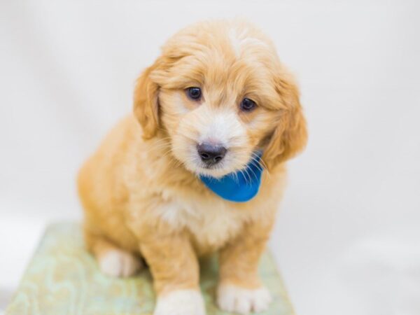 Miniature Goldendoodle DOG Male Gold and White 14262 Petland Wichita, Kansas