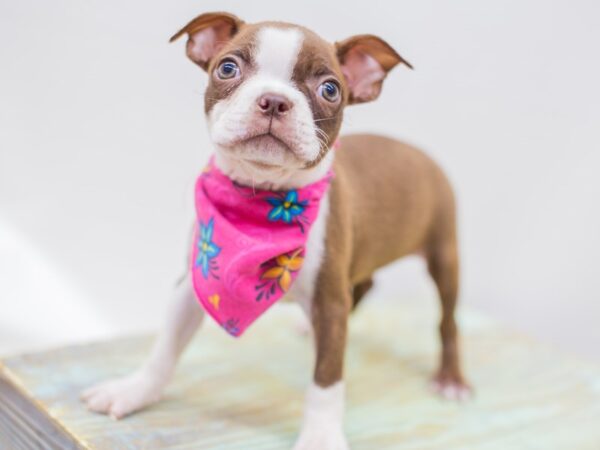 Boston Terrier-DOG-Female-Red and White-14260-Petland Wichita, Kansas