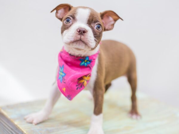 Boston Terrier DOG Female Red and White 14260 Petland Wichita, Kansas