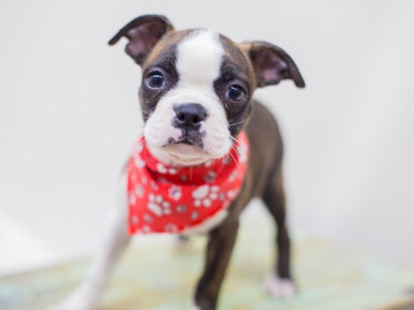 Boston Terrier DOG Male Brindle & White 14259 Petland Wichita, Kansas