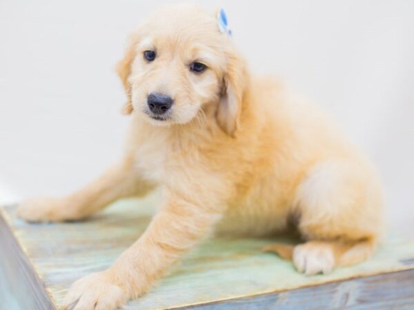 Miniature Goldendoodle DOG Female Golden 14258 Petland Wichita, Kansas