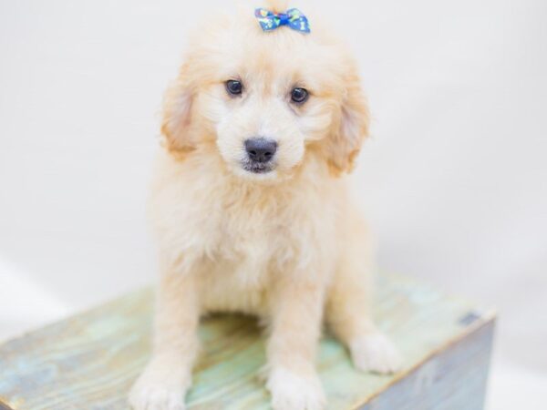 Miniature Goldendoodle DOG Female Golden 14257 Petland Wichita, Kansas