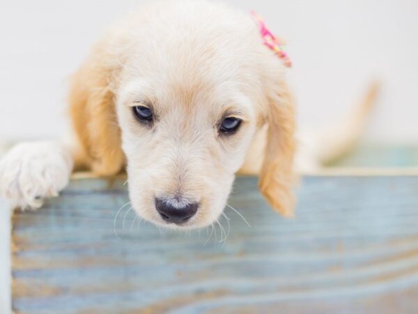 Miniature Goldendoodle-DOG-Female-Golden-14256-Petland Wichita, Kansas