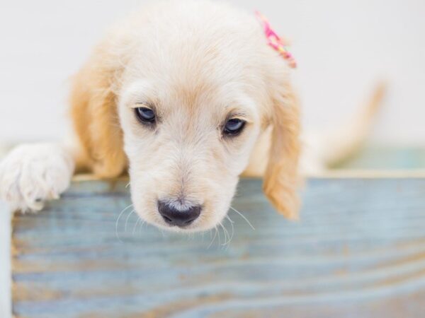 Miniature Goldendoodle DOG Female Golden 14256 Petland Wichita, Kansas