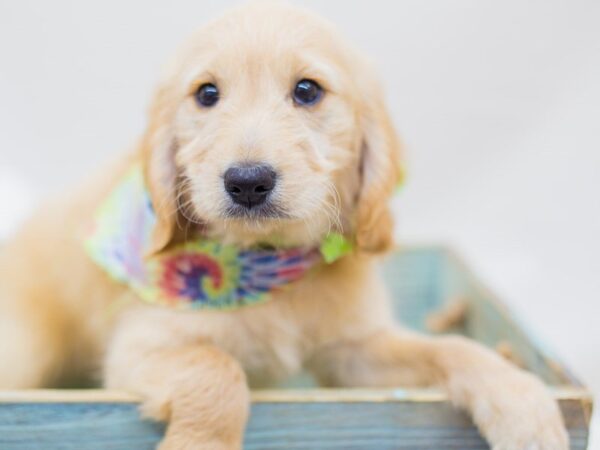 Miniature Goldendoodle DOG Male Golden 14255 Petland Wichita, Kansas