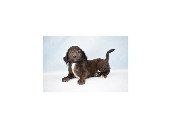 Doxie-Poo-DOG-Male-Black-14270-Petland Wichita, Kansas