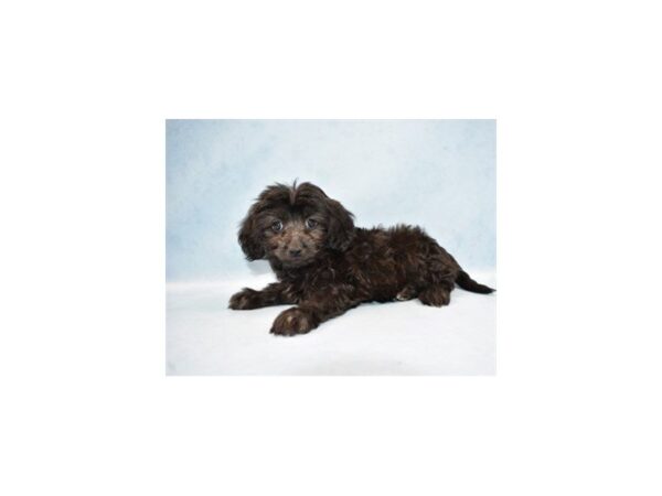 Doxie-Poo DOG Female Black 14271 Petland Wichita, Kansas