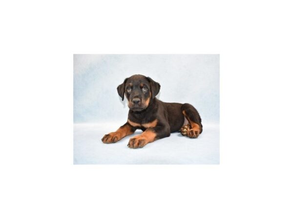 Rottweiler-DOG-Male-Black and Rust-14268-Petland Wichita, Kansas