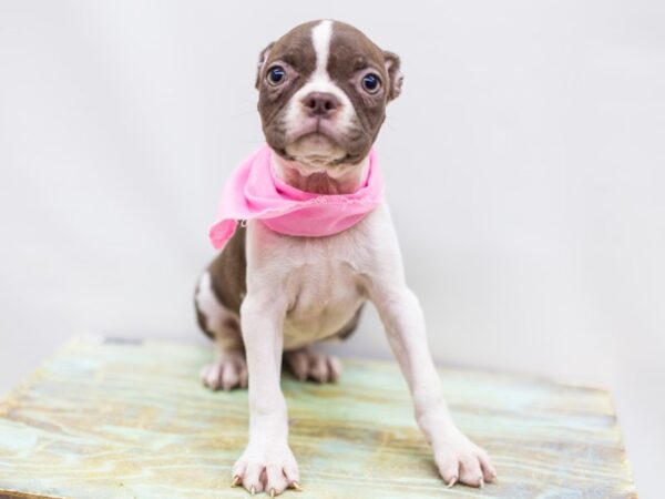 Boston Terrier-DOG-Female-Red and White-14291-Petland Wichita, Kansas