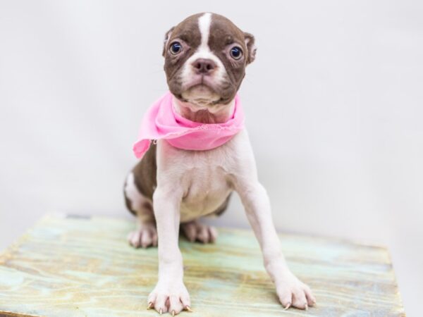 Boston Terrier DOG Female Red and White 14291 Petland Wichita, Kansas