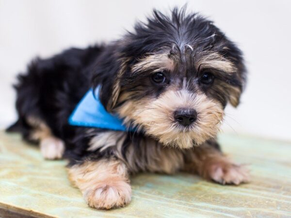 Morkie DOG Male Black and Tan 14288 Petland Wichita, Kansas