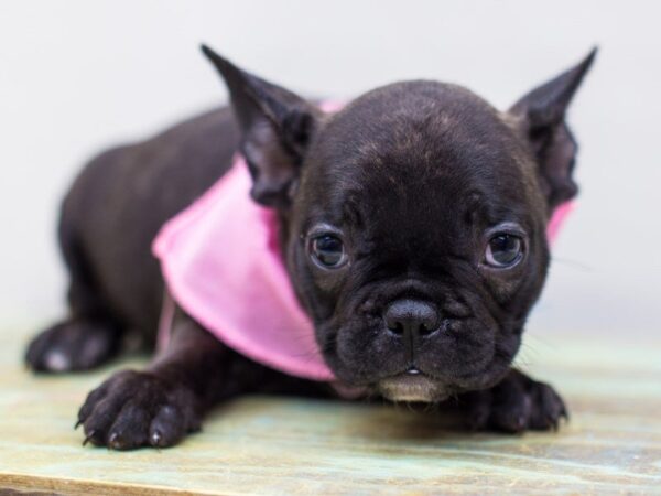 French Bulldog DOG Female Brindle 14286 Petland Wichita, Kansas