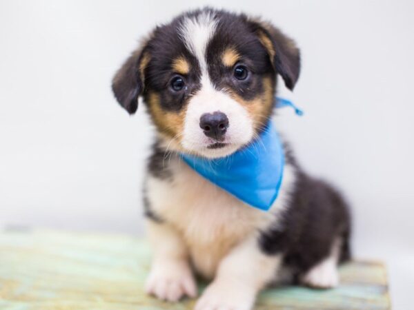 Pembroke Welsh Corgi DOG Male Tri Color 14285 Petland Wichita, Kansas