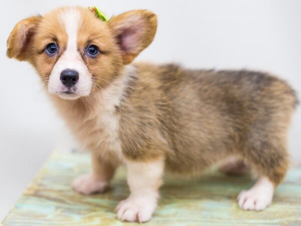 Pembroke Welsh Corgi DOG Female Sable and White 14284 Petland Wichita, Kansas