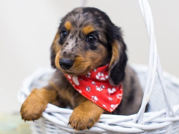 Miniature Dachshund-DOG-Male-Silver Piebald Dapple-14283-Petland Wichita, Kansas