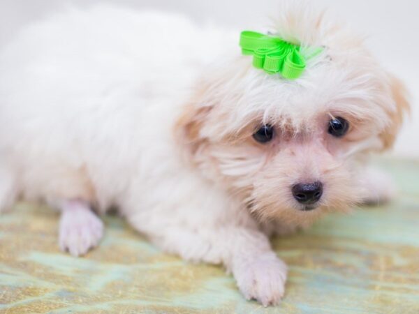 Havapoo DOG Female White 14280 Petland Wichita, Kansas