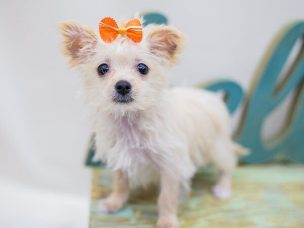 Morkie-DOG-Female-Cream-14277-Petland Wichita, Kansas