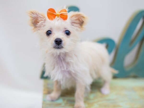 Morkie DOG Female Cream 14277 Petland Wichita, Kansas