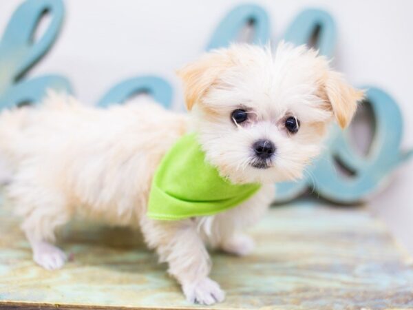 Morkie DOG Male Cream 14276 Petland Wichita, Kansas