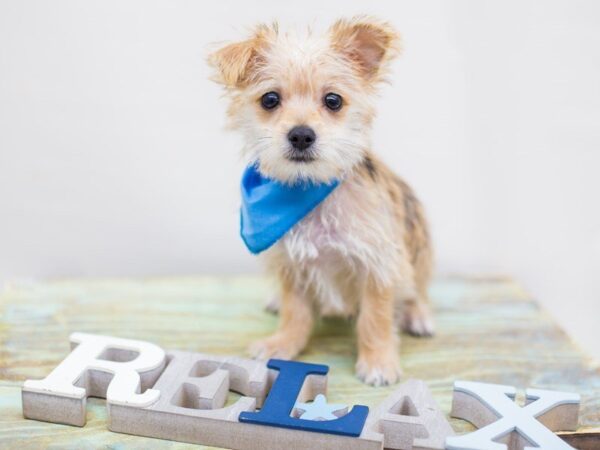 Morkie DOG Male Sable 14275 Petland Wichita, Kansas