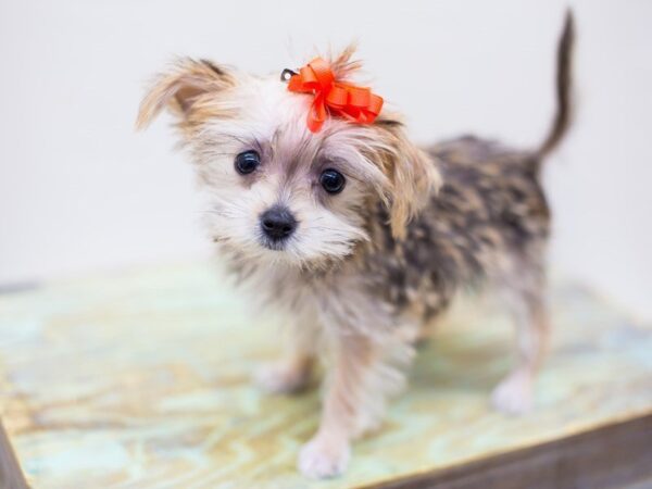 Morkie DOG Female Sable 14274 Petland Wichita, Kansas